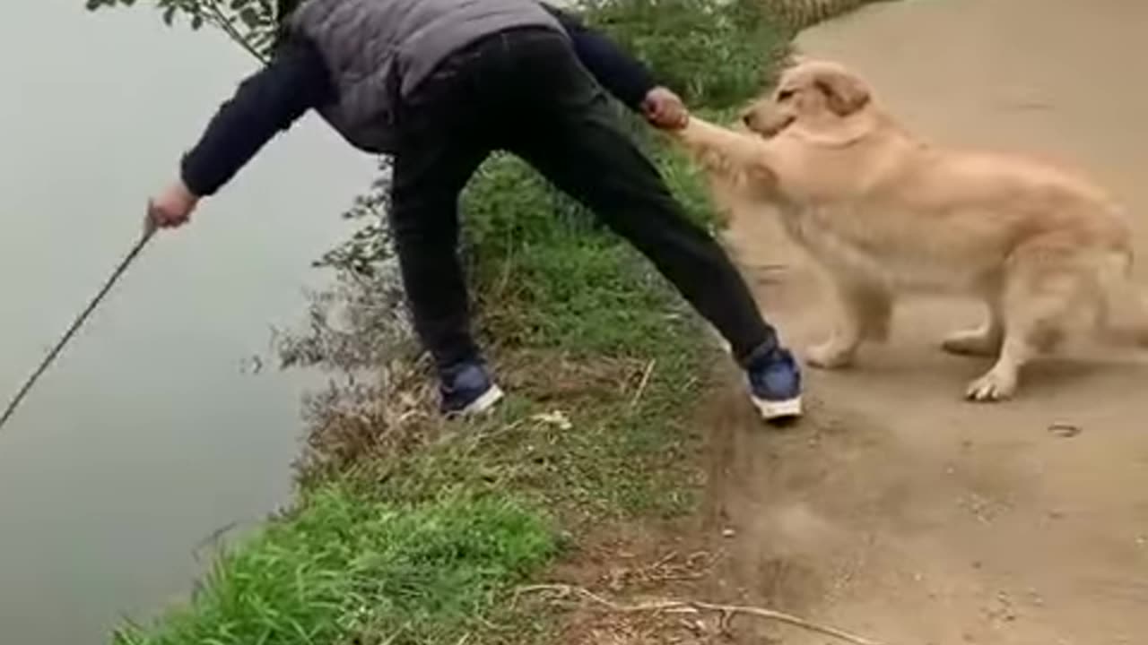 Get ready to laugh with these hilarious funny animal videos
