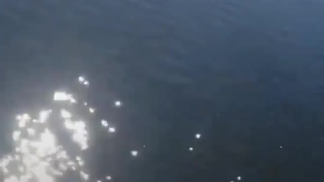 Man saves squirrel