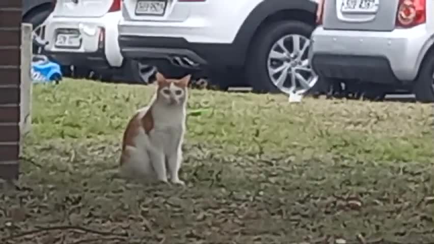 Asian wild cat