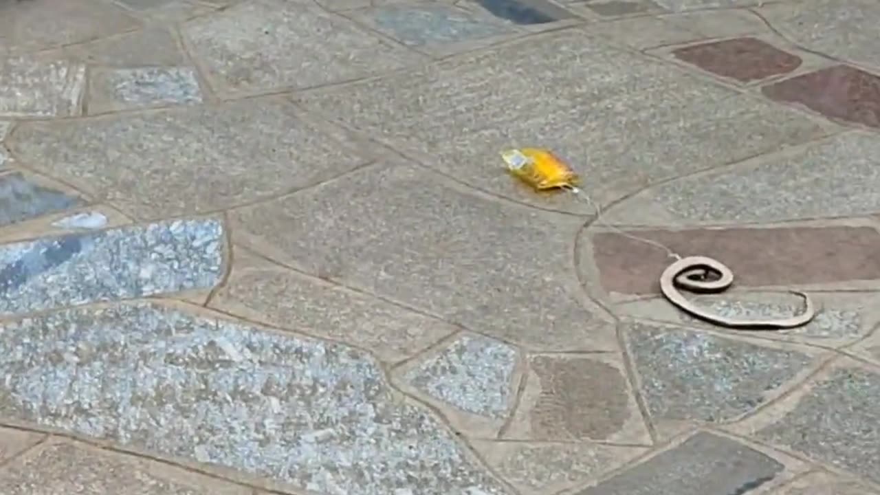 Monkey snake prank part 2