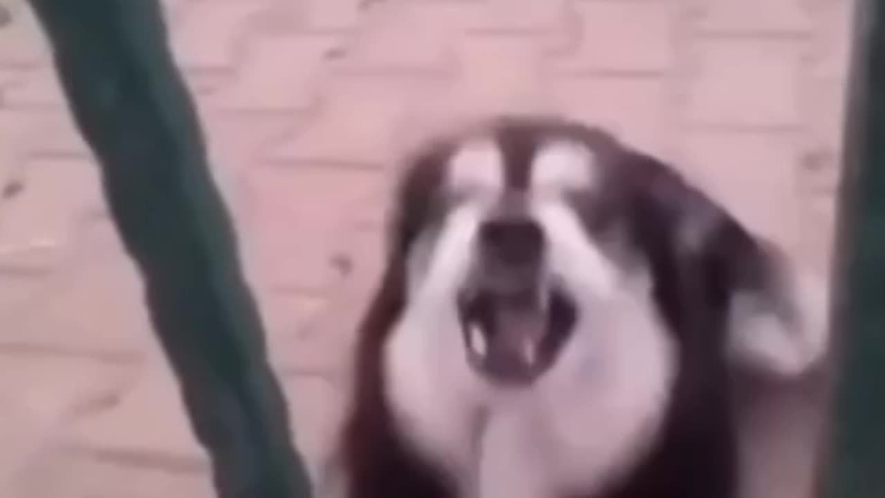 New dog funny video