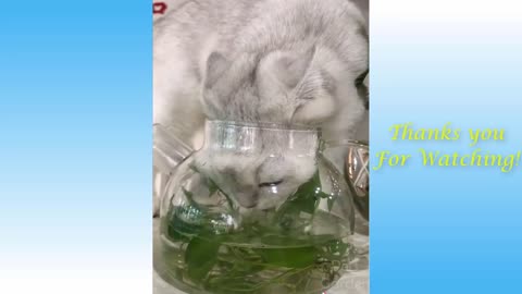 Cute Cats Funny Dogs