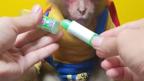 Funny monkey 😅 video