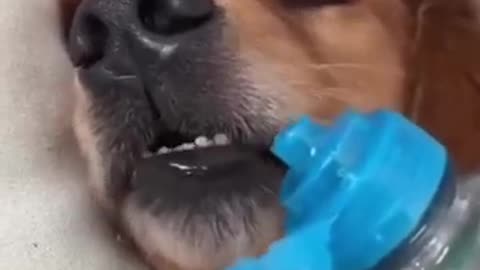 Very funny moment dog and cat