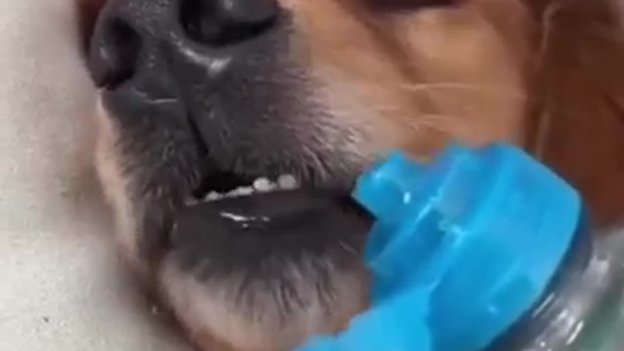 Very funny moment dog and cat