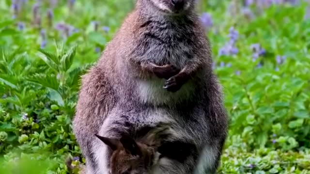 Beautiful Kangaroo with cute Baby 🦘🦘🦘