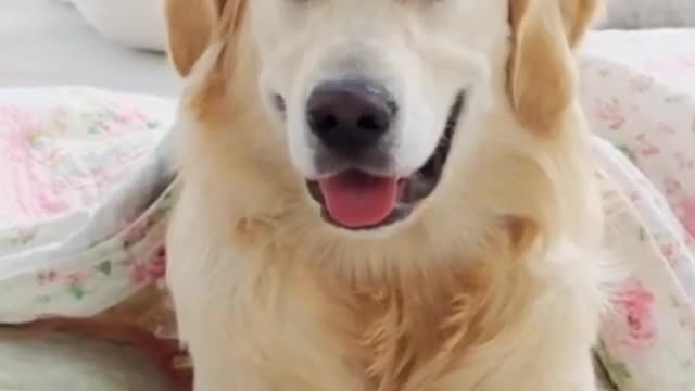 The golden retriever is a good pet #shorts
