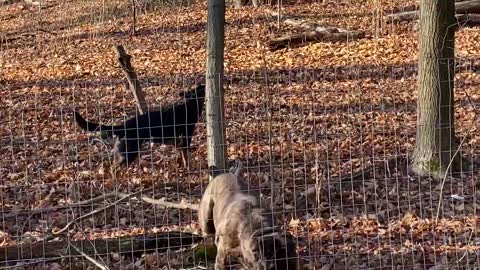 Cane Corso vs German Shepard, Find it game