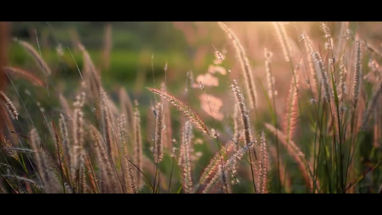 4K Nature Cinematography _ Cinematic Background Music NO COPYRIGHT !!! NIKON D5300