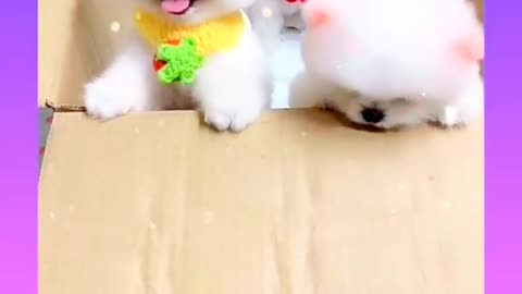 Baby Dogs - Cute and Funny Dog Video