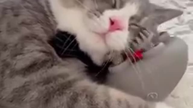 Cat sleep Funny video