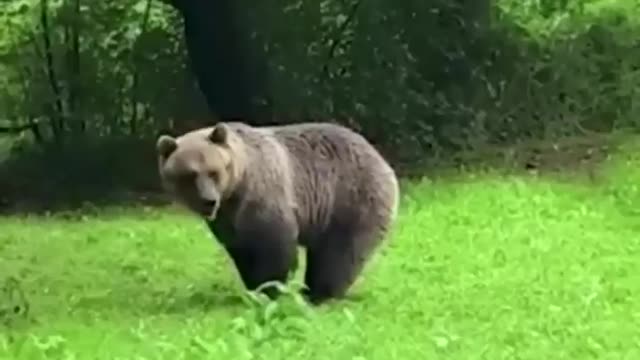 Bear's high jumping #shorts #shortsvideo #viral #video