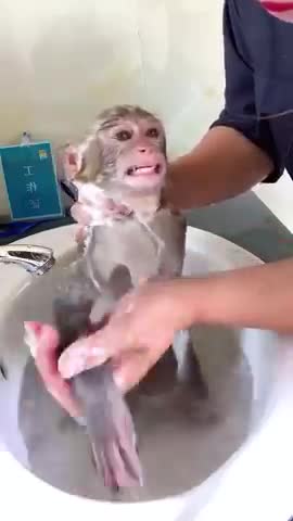 Funny_Monkey_short_Video