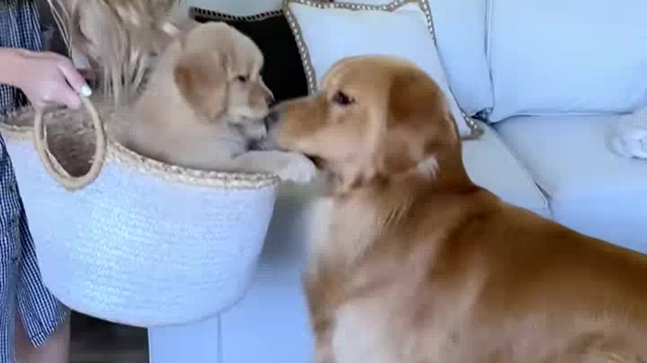 Dog Meets His Son