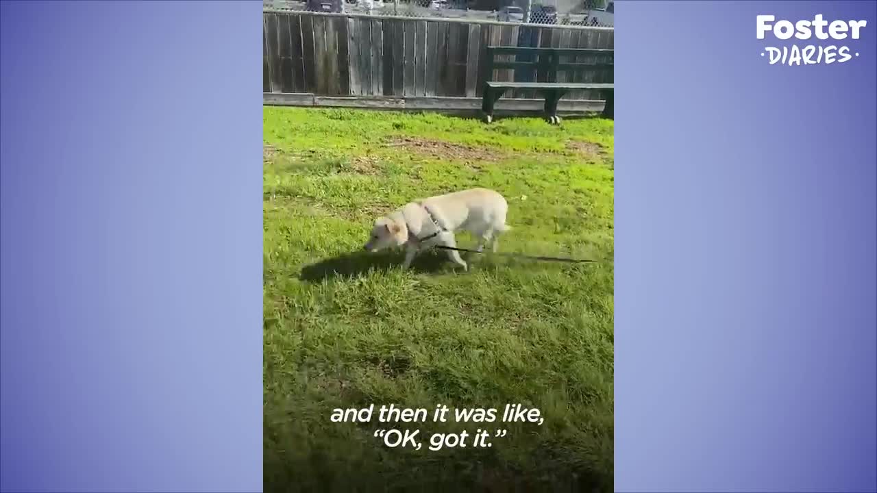 Dog Who Was Feral Her Whole Life Finally Goes For Her First Walk _ The Dodo Foster Diaries