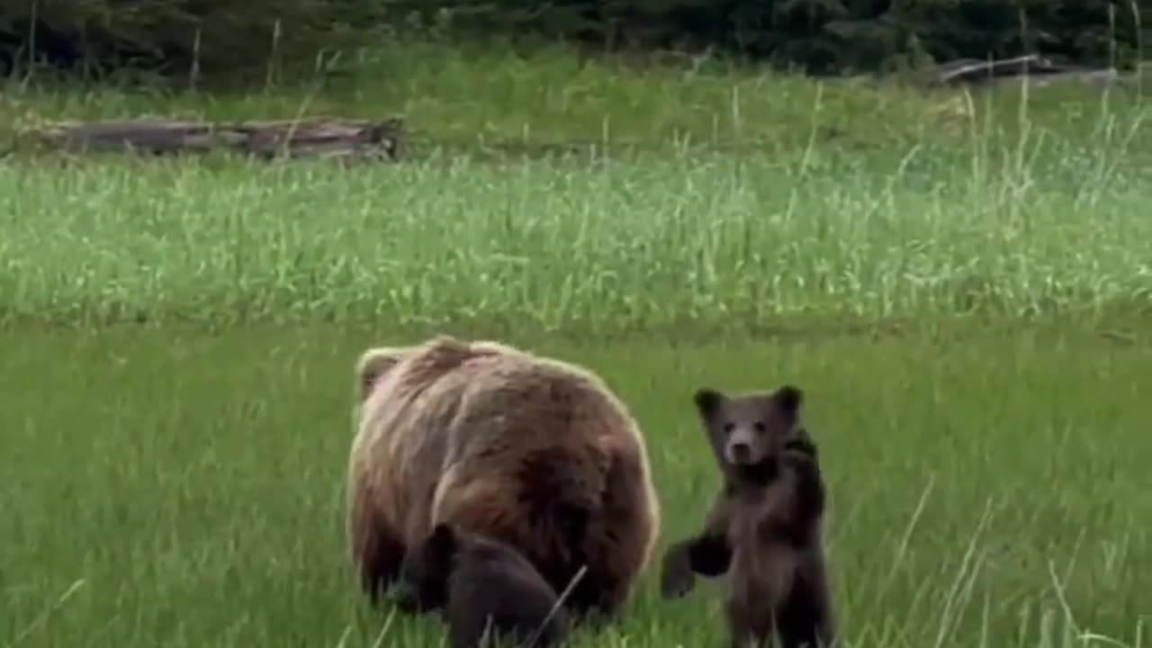 A bear baby waving to viewers! 🤗🤗