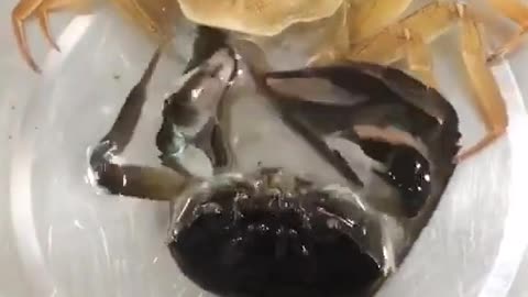 Crab, is this some kind of shucking stunt?