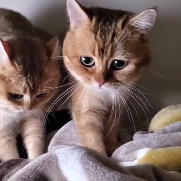 Taki: Biscuits are ready soon😺