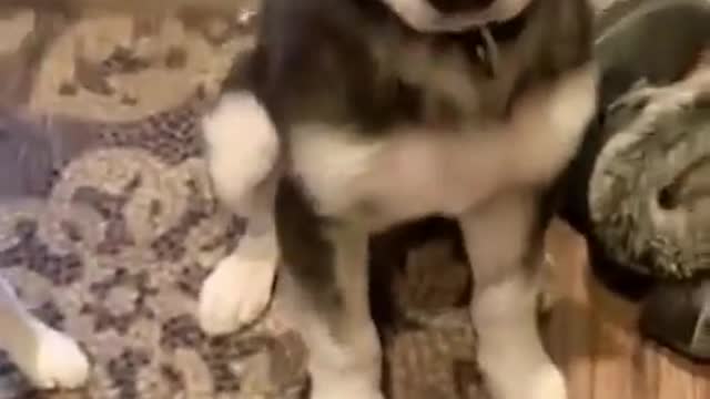 Funny dog salivates on the floor for food