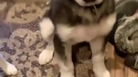 Funny dog salivates on the floor for food