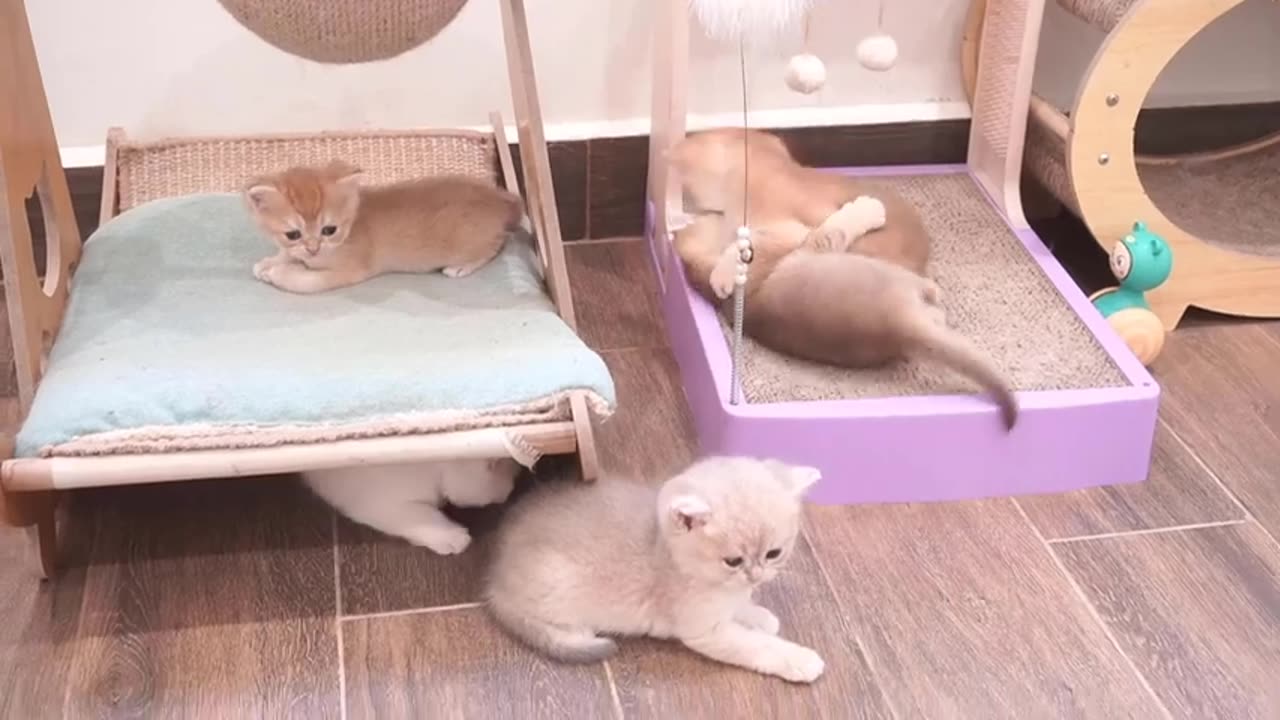 The kitten meowing and chasing after the mother cat wanting to feed is so cute