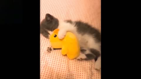 Cat playing with duckling