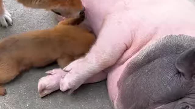 Puppy isn't sure who his mother really is 😂