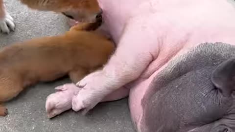 Puppy isn't sure who his mother really is 😂