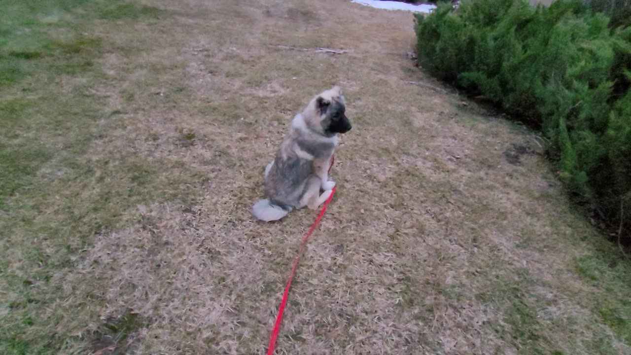 Pixie's 20th Day With Drew - Caucasian Ovcharka Dog - Caucasian Shepherd