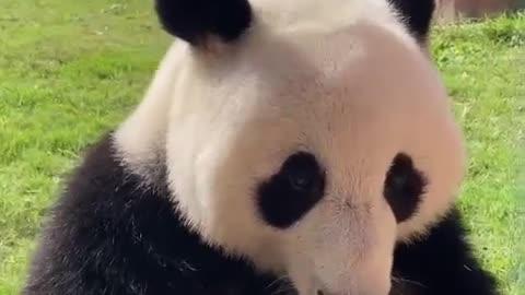 Pandas eat bamboo shoots