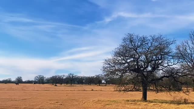 Texas Christmas