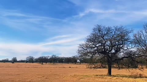 Texas Christmas