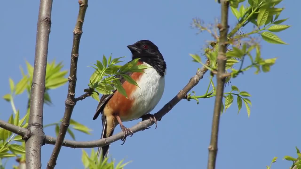 Eastern Towhee