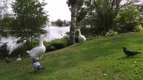 Todd is oblivious to my personal space, and Sam bullies some smaller birds