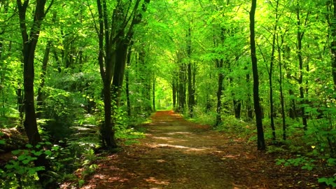 Forest Nature Waterfalls Trees and flowers collection for people