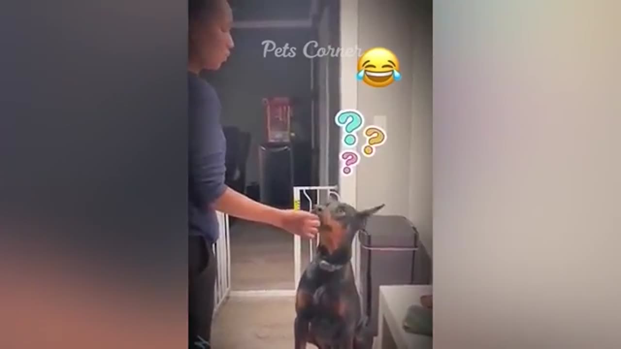 Animaux les plus drôles 2023 😅 Meilleurs chats et chiens drôles 😸😻