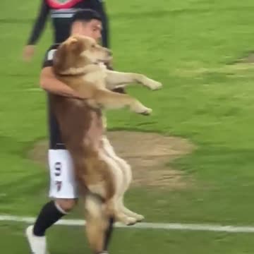 Puppy plays professional football 🐕🐕🐕