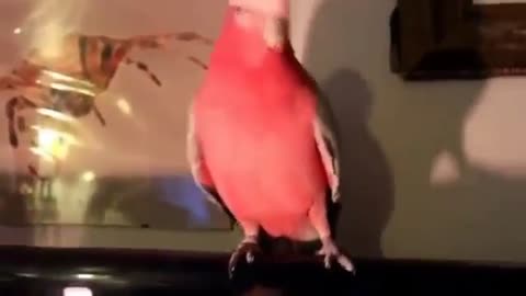 the parrot is dancing