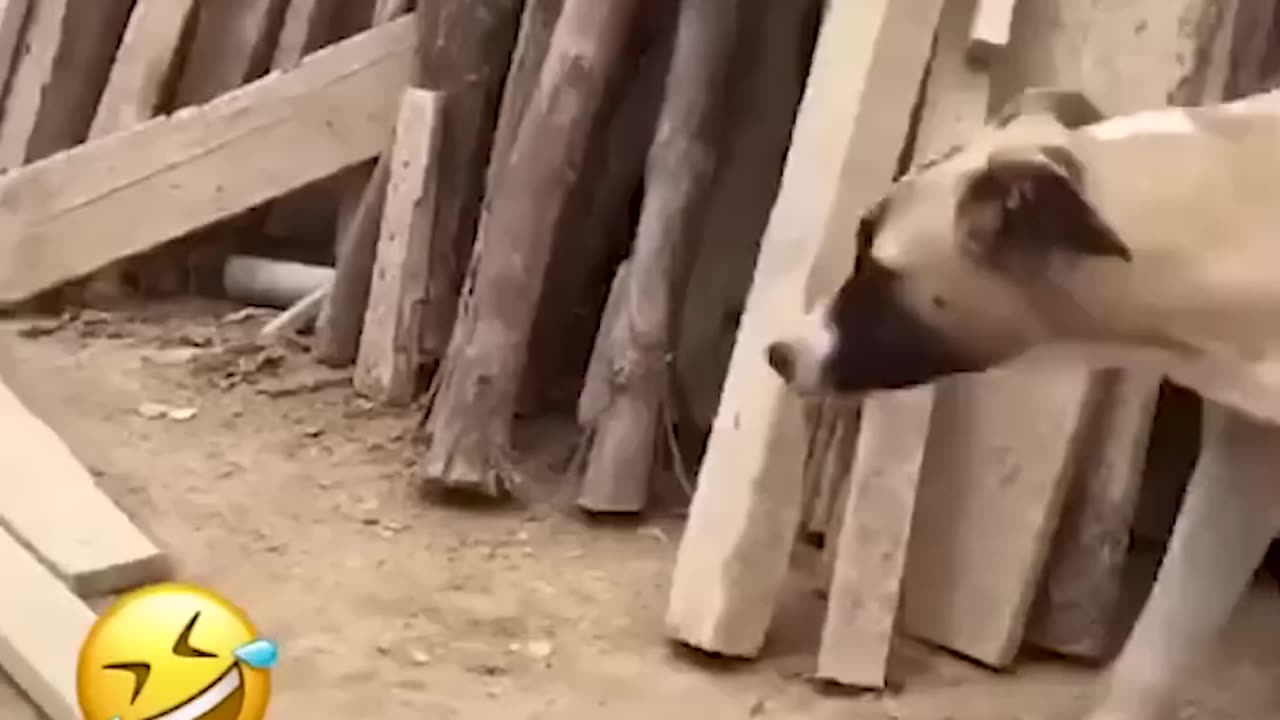 Funny animal Video 98765
