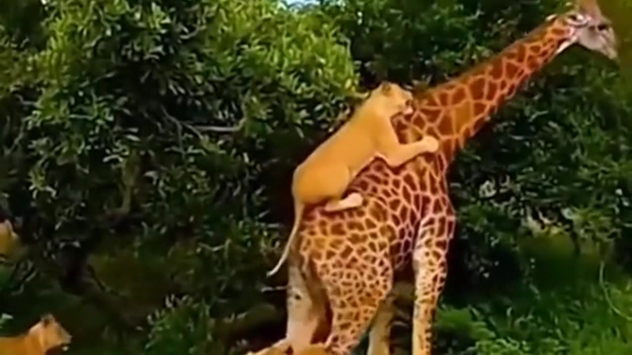 Lions attacked a giraffe