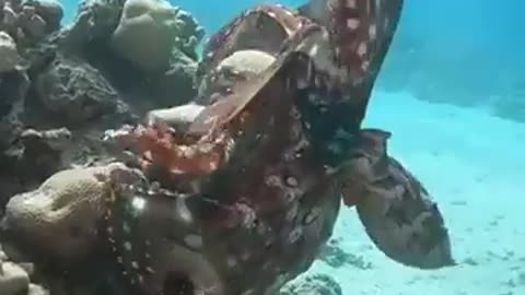 Two Octopus mating