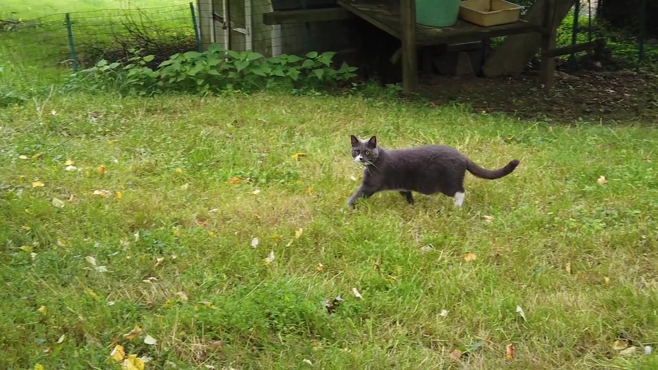 Great footage of grey cat bouncing by.