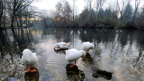 Beautiful Ducks 😍