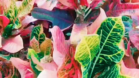 Awesome Great more attractive Colouring Leaf🥀