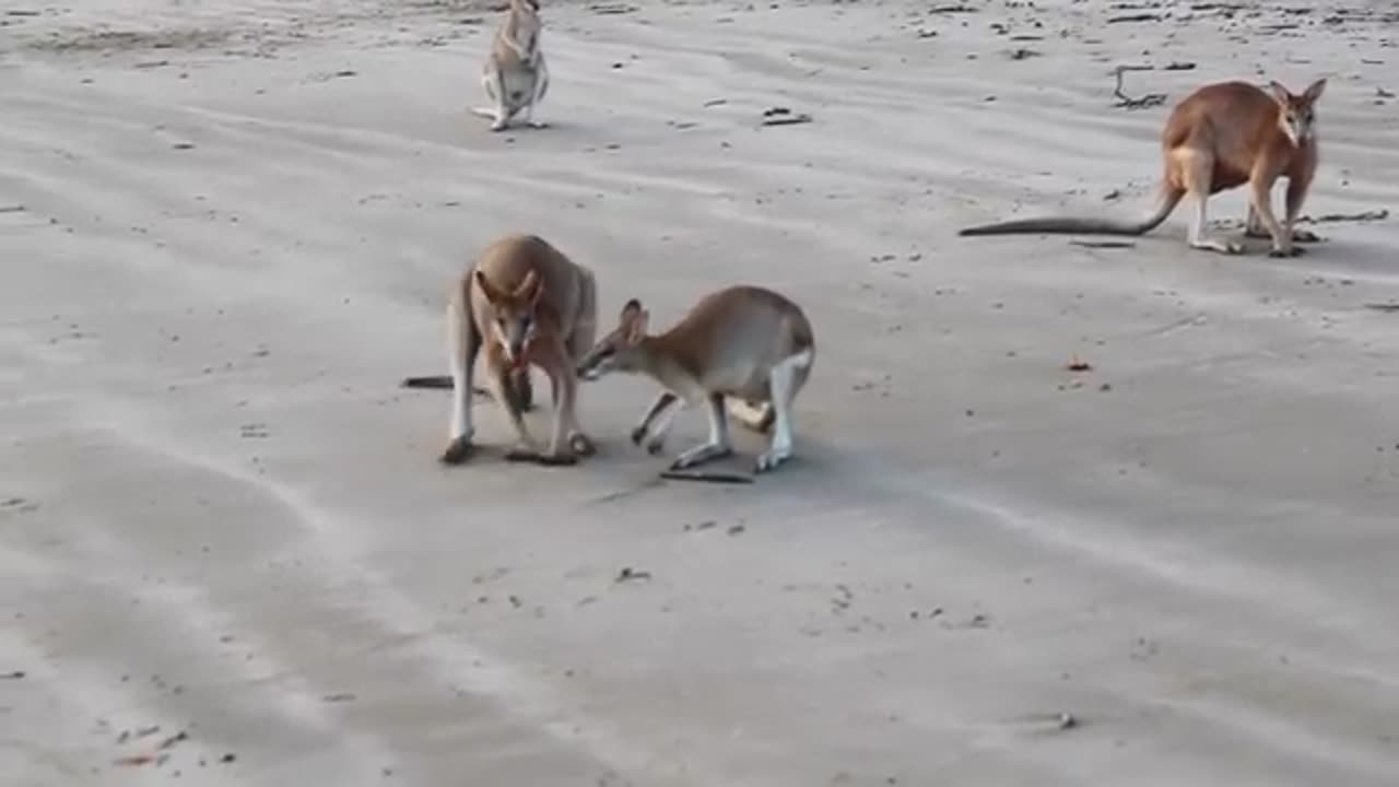 Kangaroo Fight