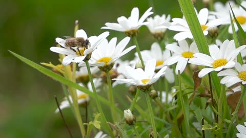 Flowers and Bees for June in Slow Motion - Sony RX10 IV 250 fps real world examples