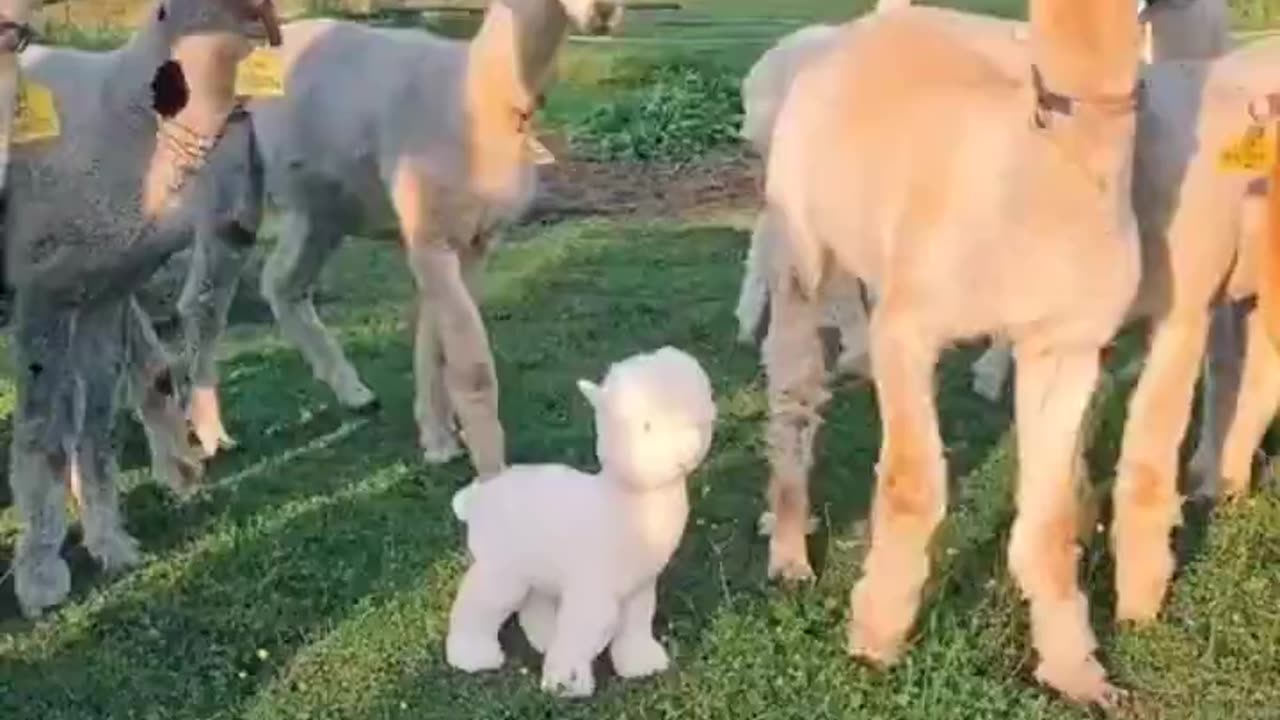 Are you one of us..🦙🧸🦙😅 📹aabachfarm.alpakas