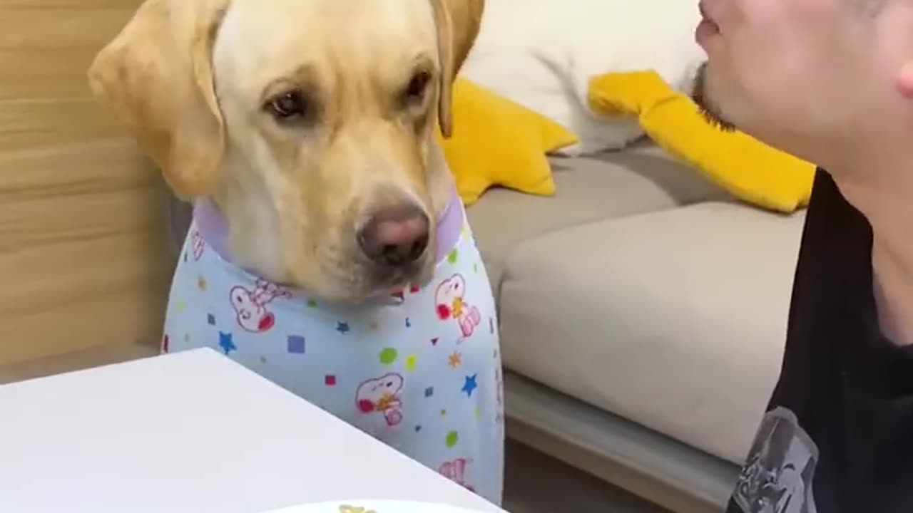 Funny dog video eating time 😂😂😂