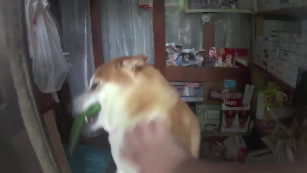 Doge Store Clerk (Shiba)--Shiba Inu In Tokyo