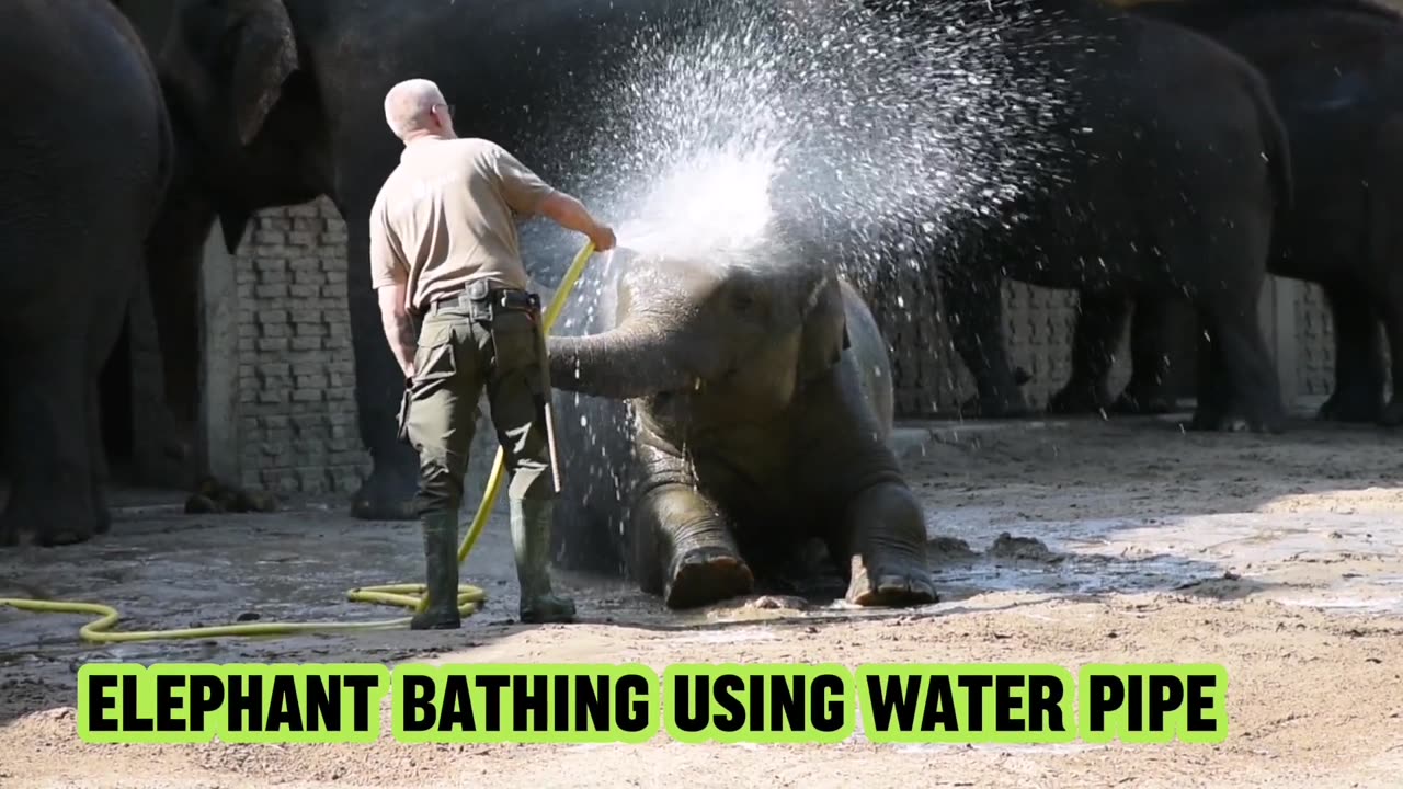 Elephant Bathing Using Water Pipe